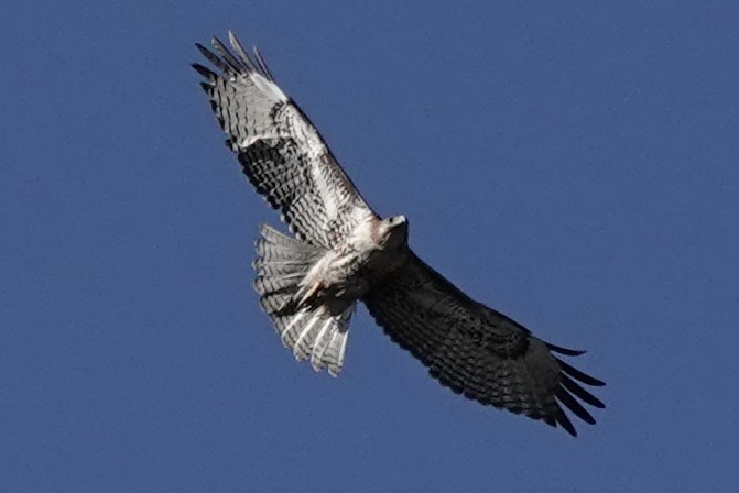 Red-tailed Hawk - ML644367610