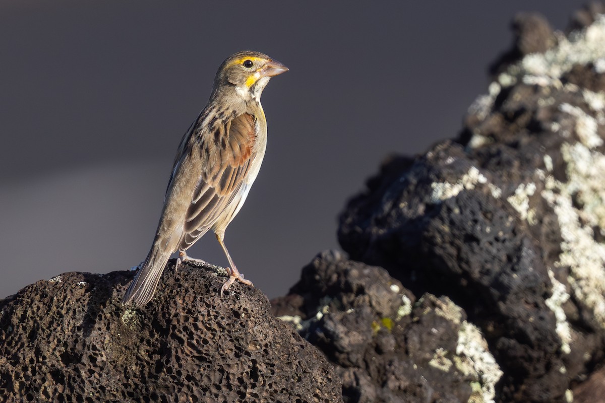 Dickcissel - ML644367613