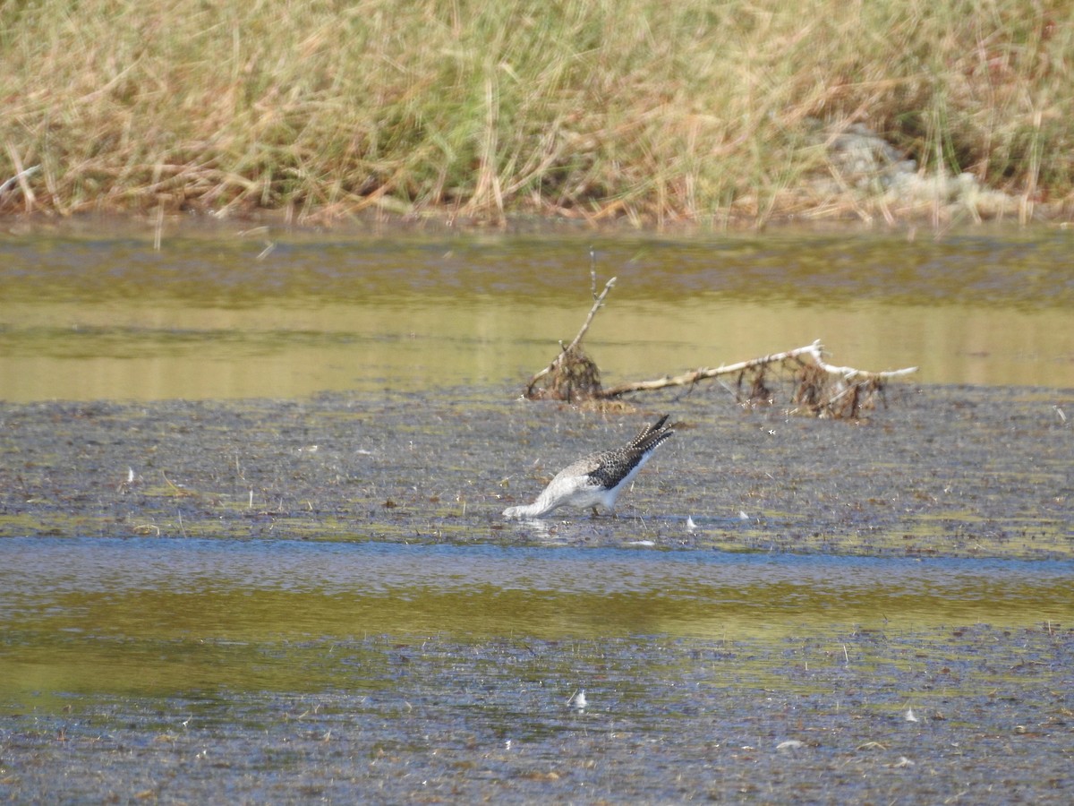 Greater Yellowlegs - ML644367616