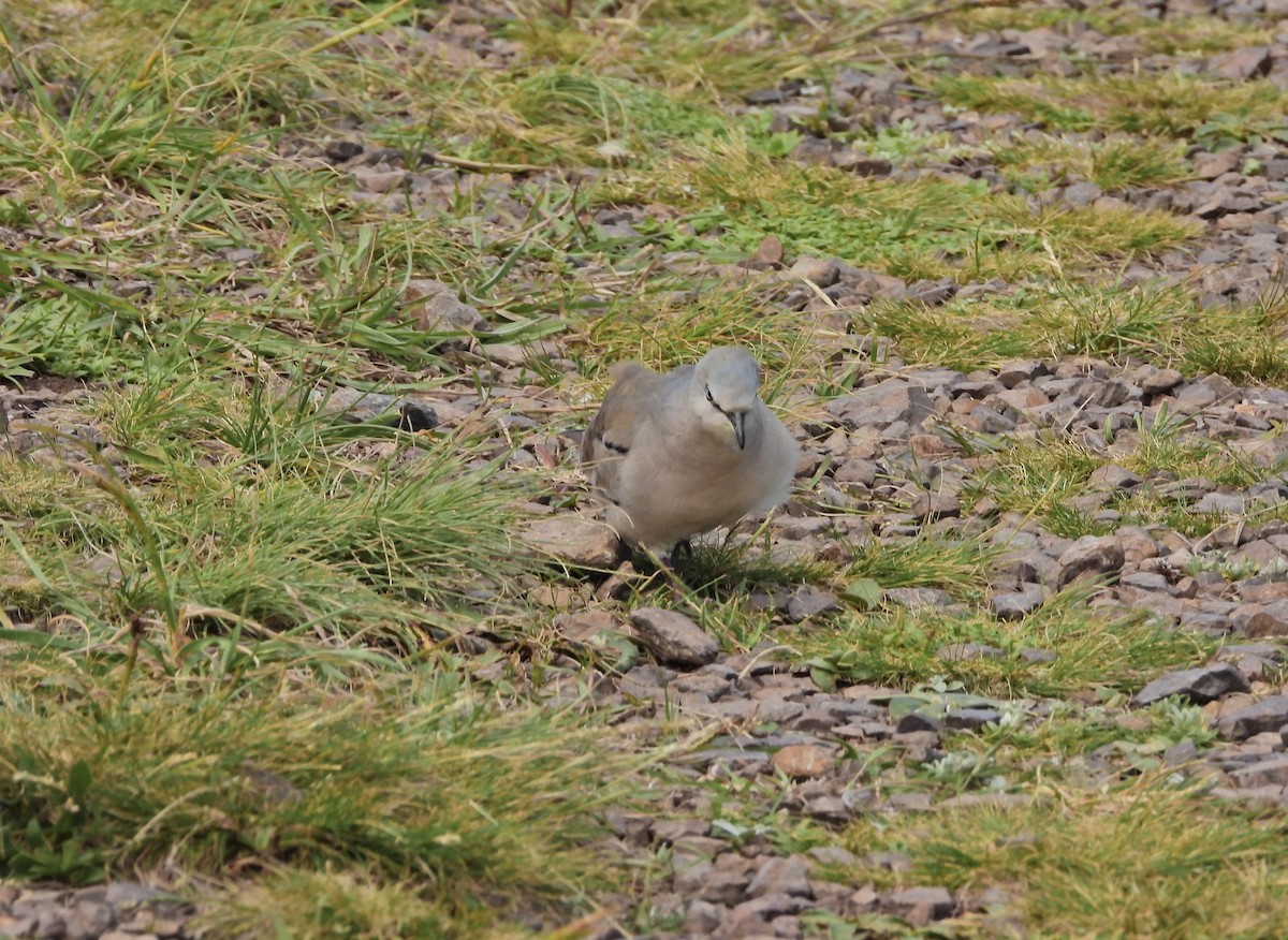 Picuitäubchen - ML644367617