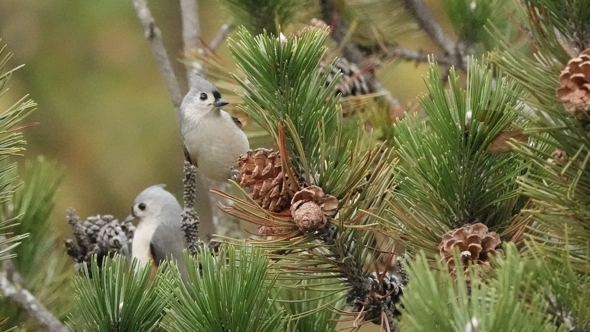 Grauhäubchenmeise - ML644367618