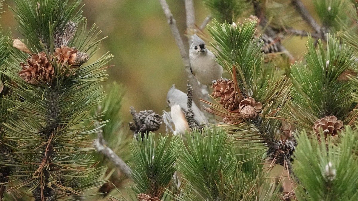 Grauhäubchenmeise - ML644367619