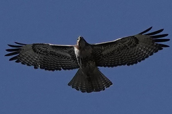 Red-tailed Hawk - ML644367620