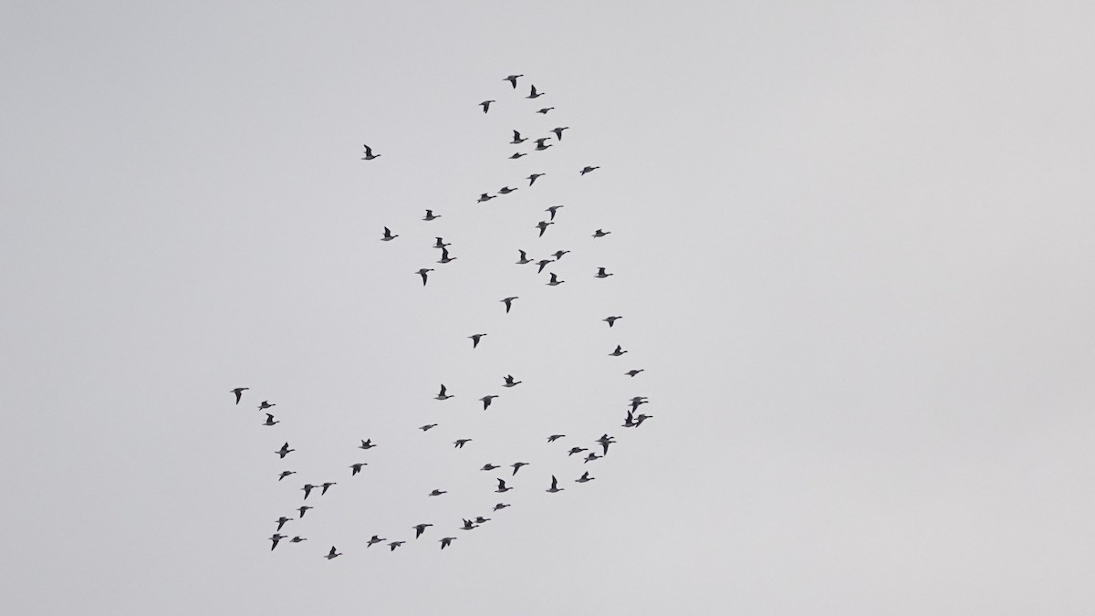 Ringelgans - ML644367623