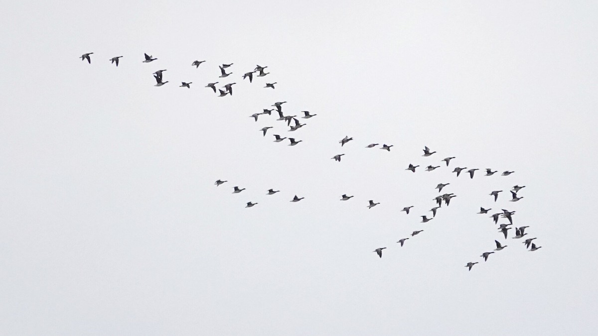 Ringelgans - ML644367624