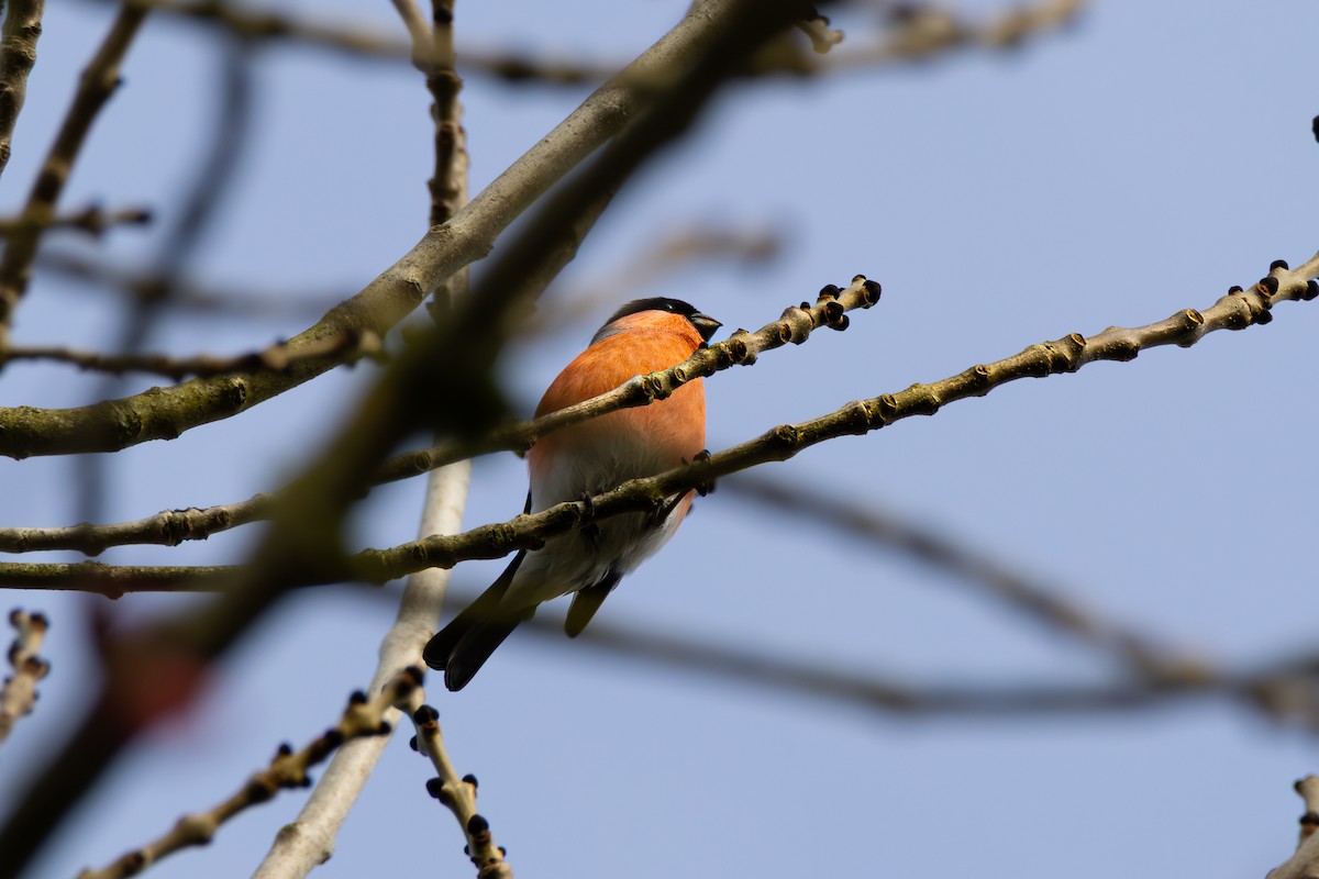 Eurasian Bullfinch - ML644367625