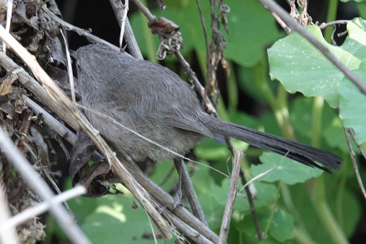 Wrentit - ML644367630