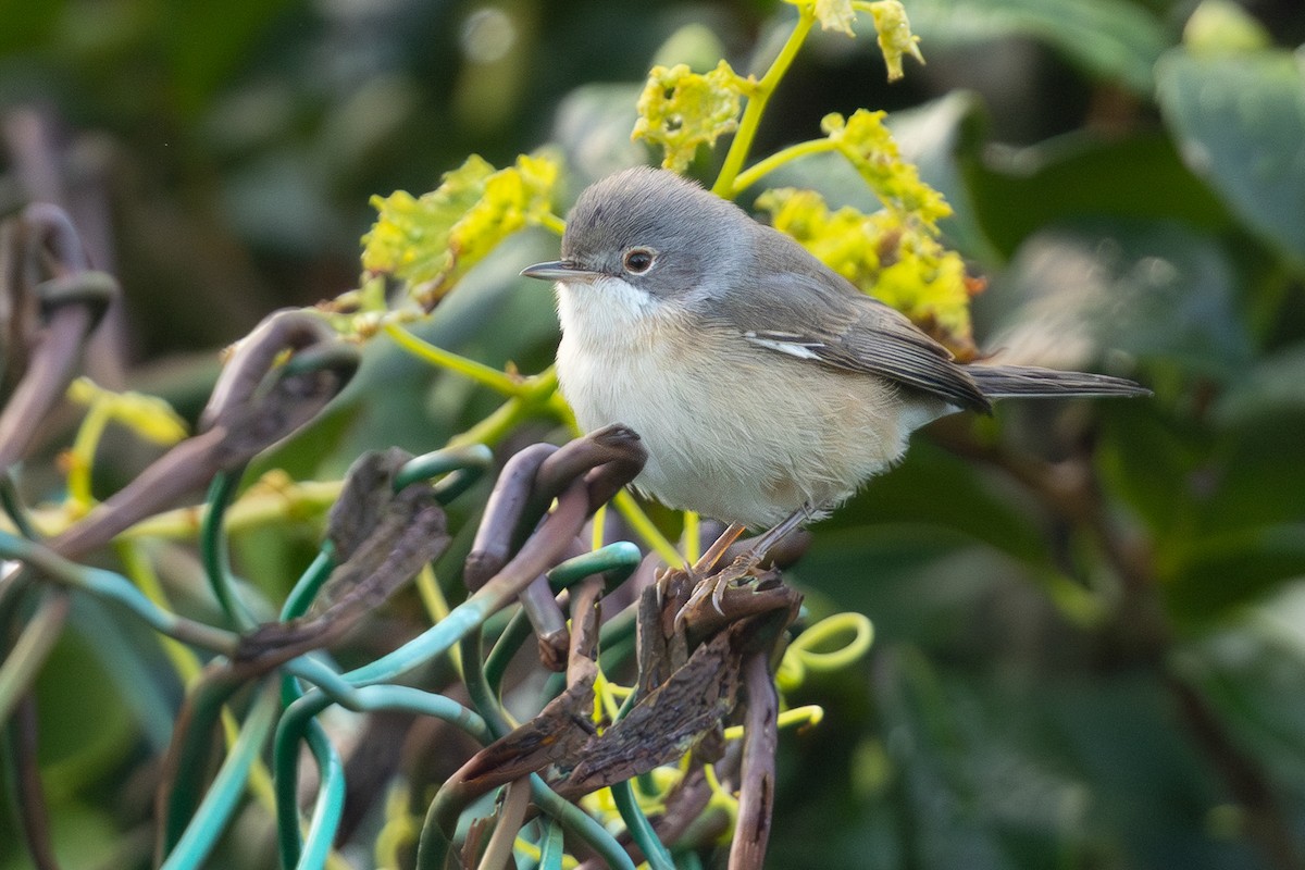 Western Subalpine Warbler - ML644367631