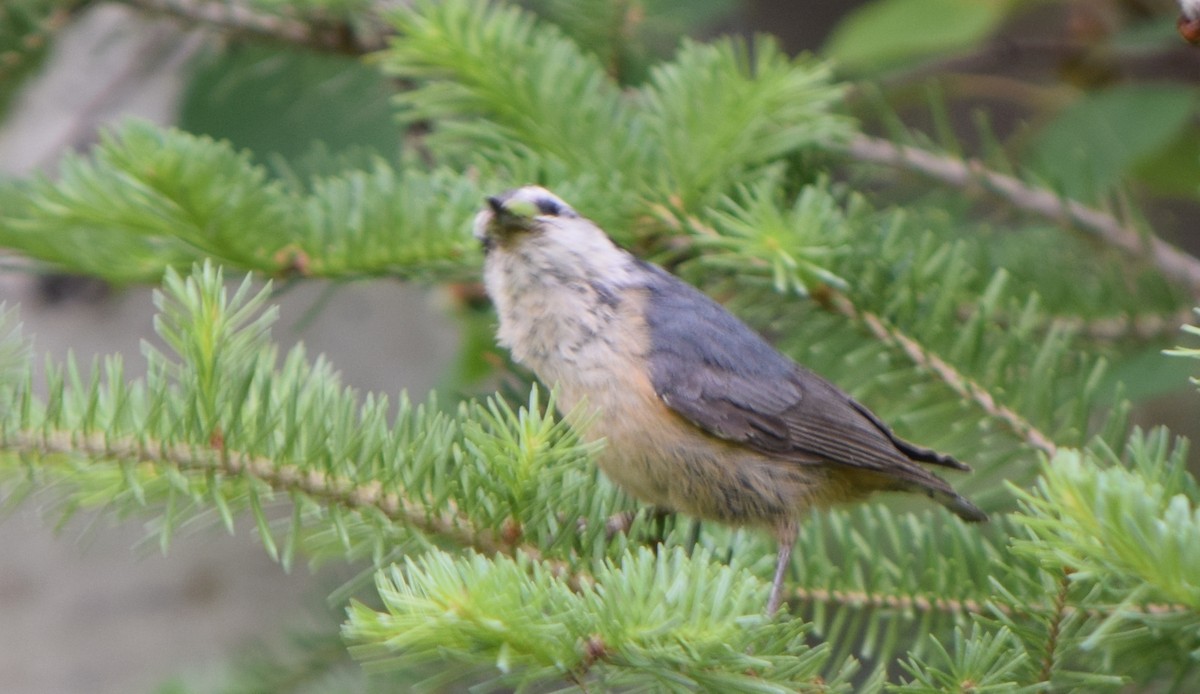 Red-breasted Nuthatch - Richard Buist
