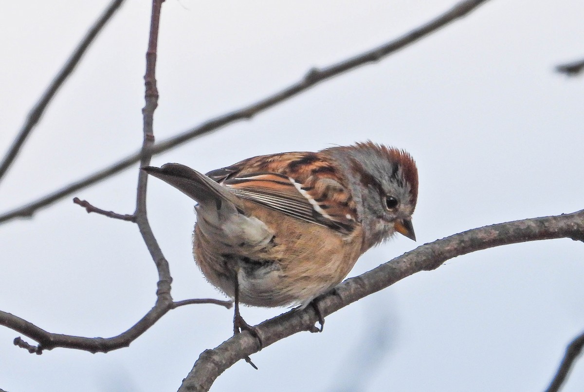 Пасовник північний - ML644367635