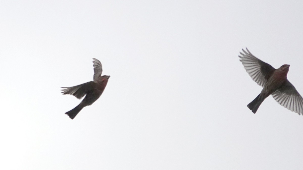 Hausgimpel - ML644367637