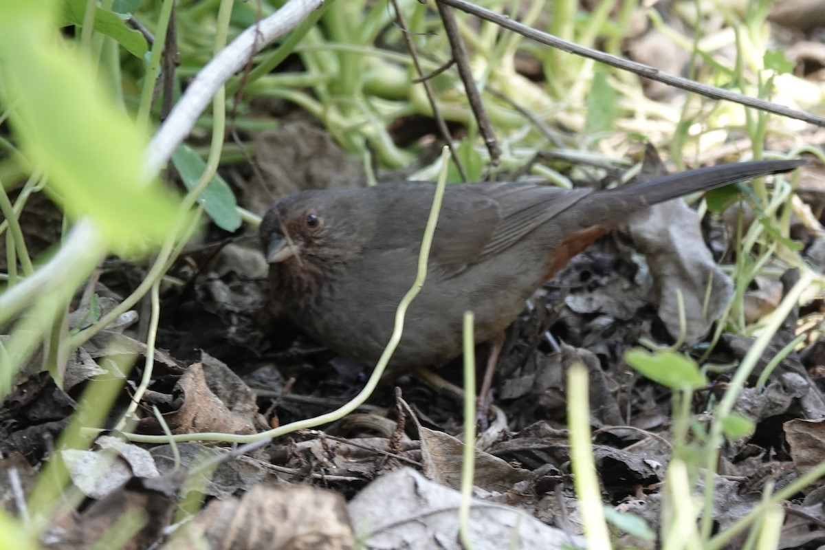 California Towhee - ML644367639