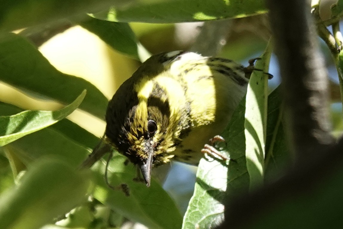 Townsend's Warbler - ML644367645