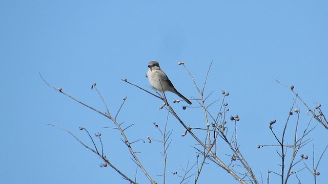 Northern Shrike - ML644367648