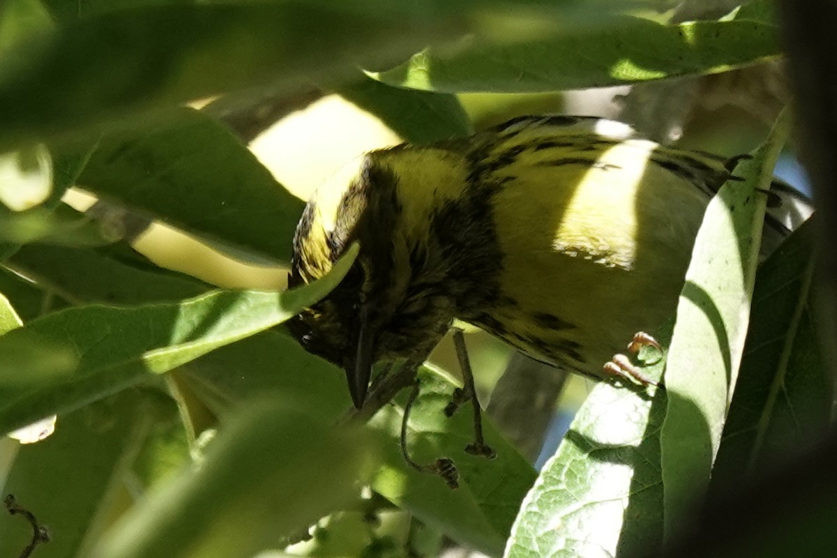 Townsend's Warbler - ML644367649
