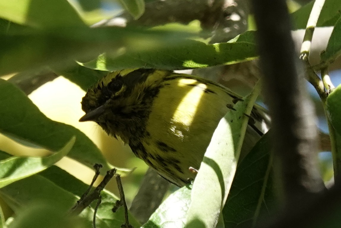 Townsend's Warbler - ML644367653