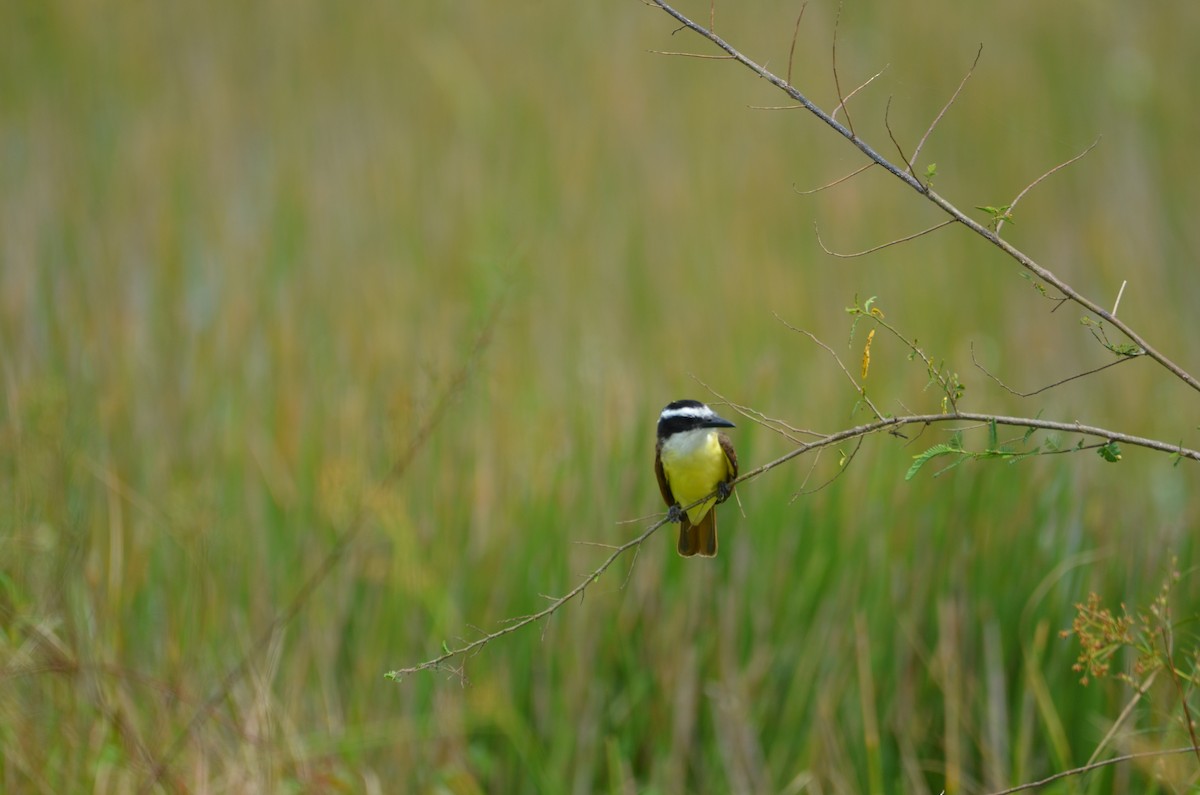 Great Kiskadee - ML644367657