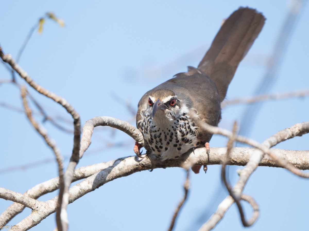 Mesito Monias - ML644367658