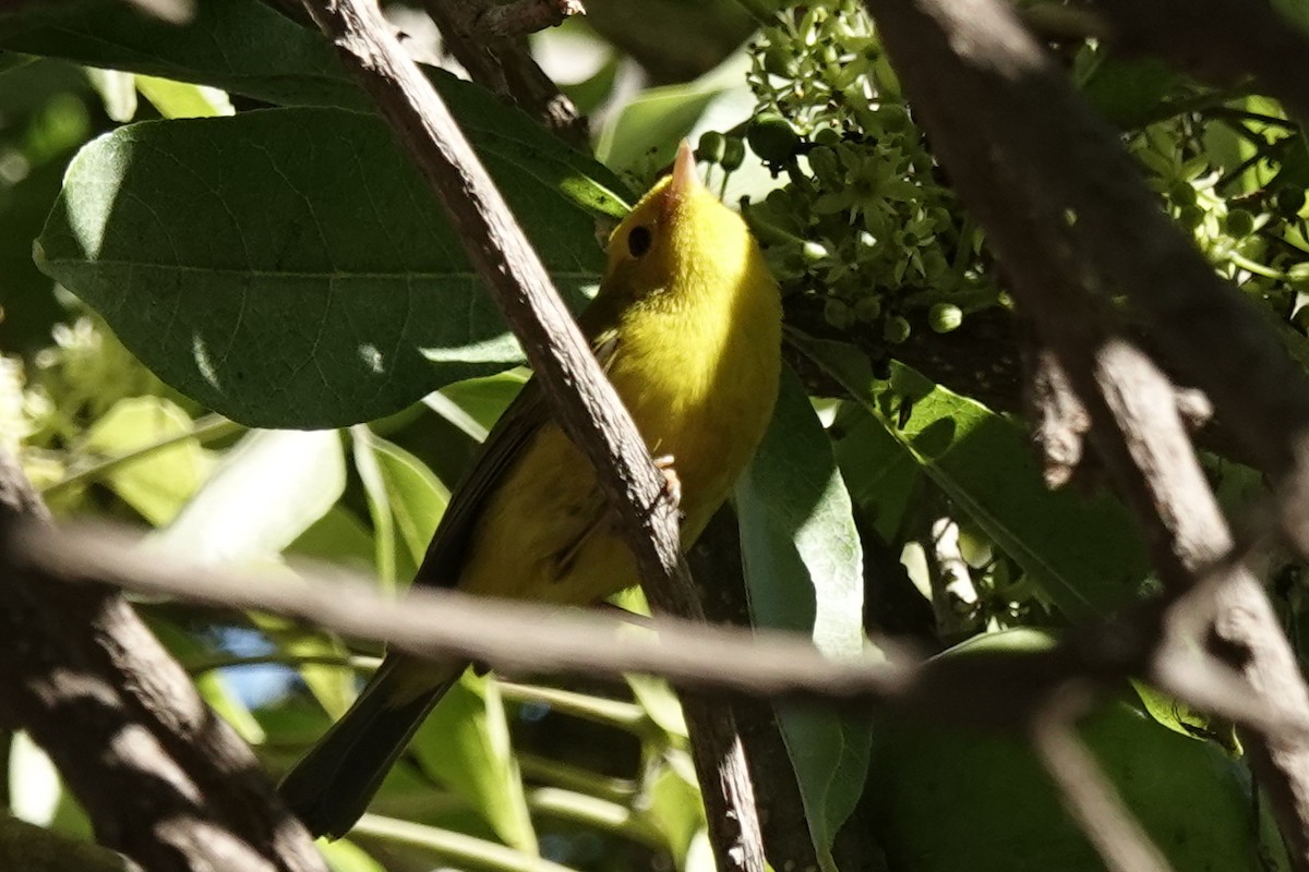 Wilson's Warbler - ML644367664