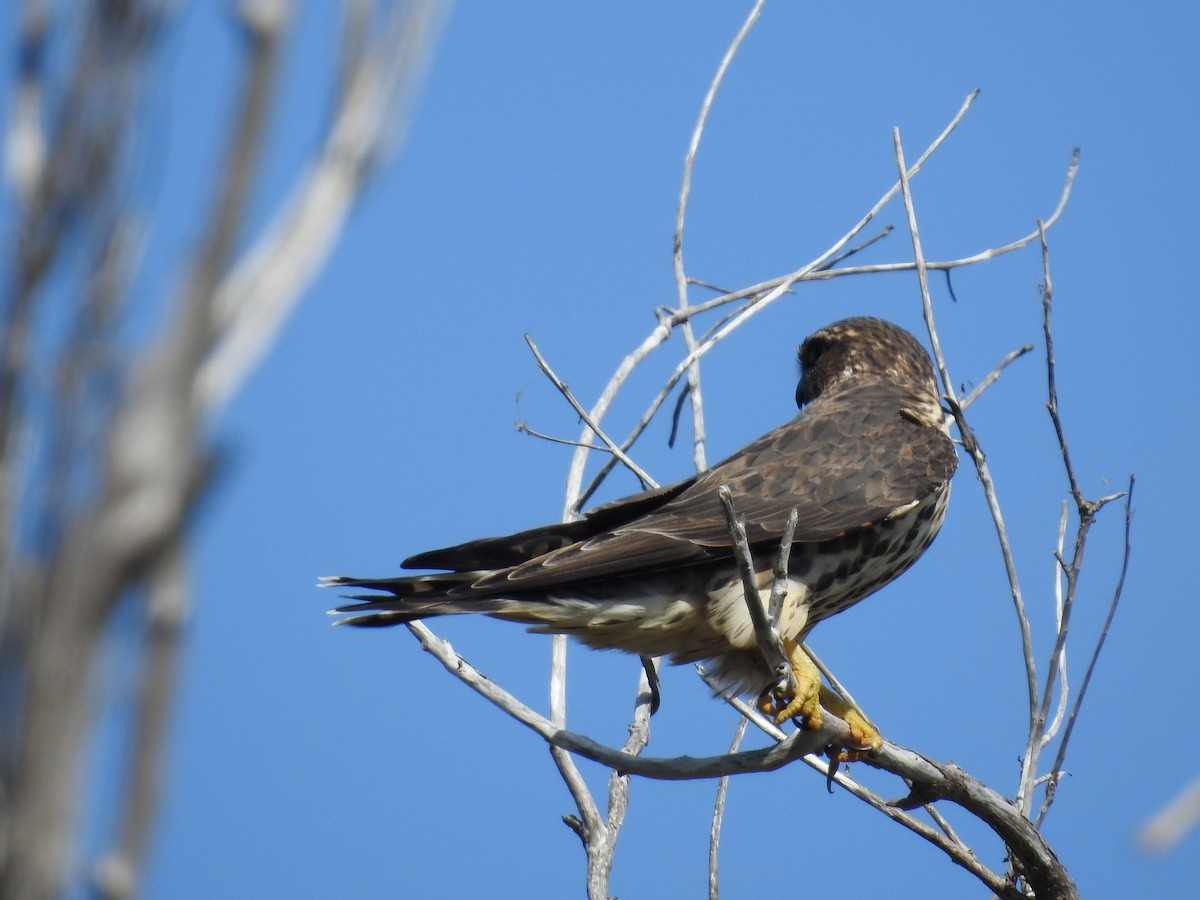 Merlin - ML644367665