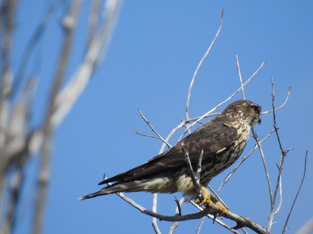 Merlin - ML644367666