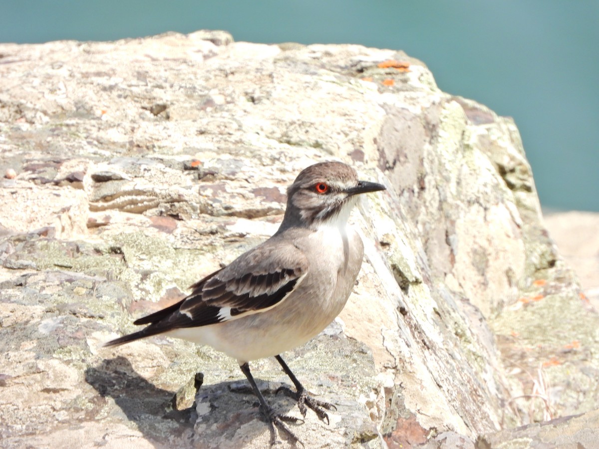 Gray Monjita - ML644367667