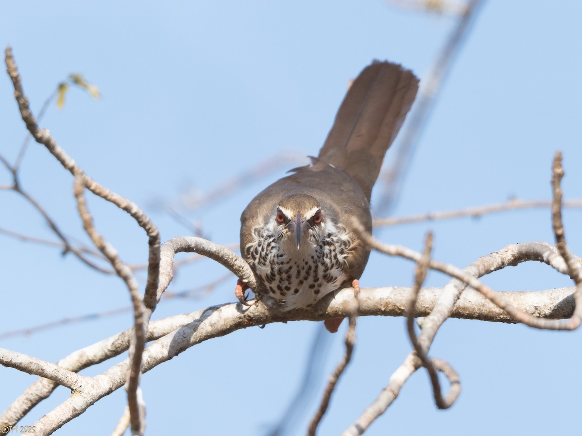 Mesito Monias - ML644367688