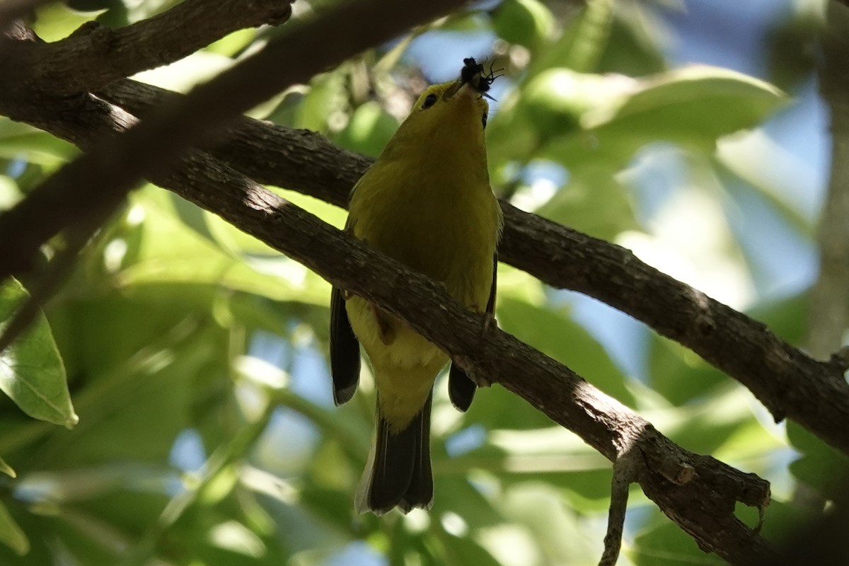 Wilson's Warbler - ML644367689