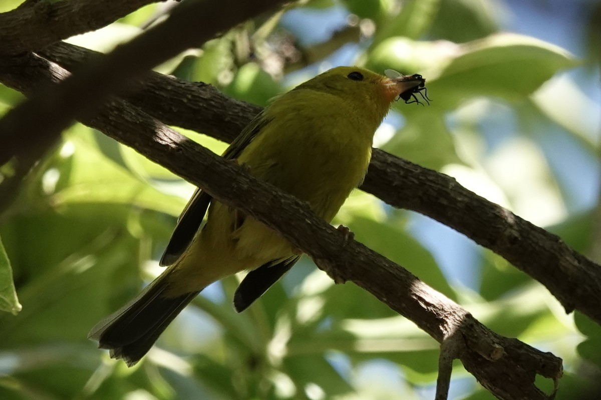 Wilson's Warbler - ML644367692