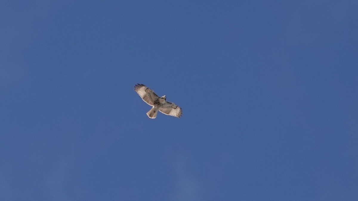 Rotschwanzbussard - ML644367704