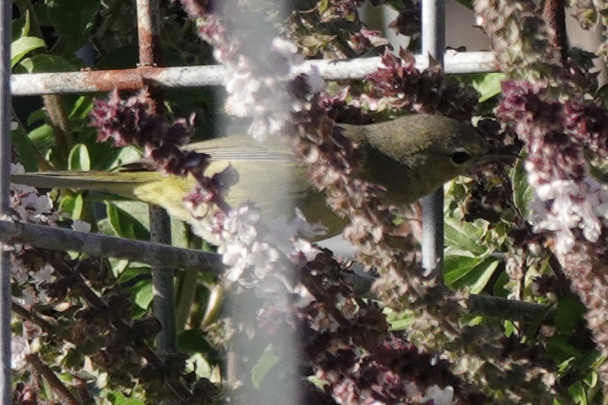 Orange-crowned Warbler - ML644367713