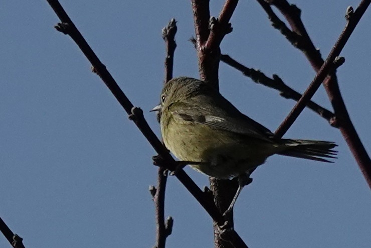 Orange-crowned Warbler - ML644367717