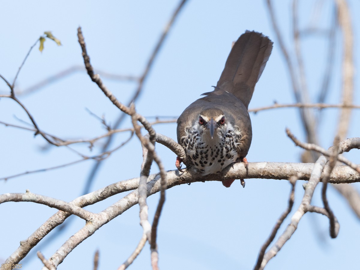 Mesito Monias - ML644367730