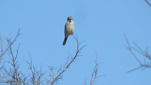 Northern Shrike - ML644367736