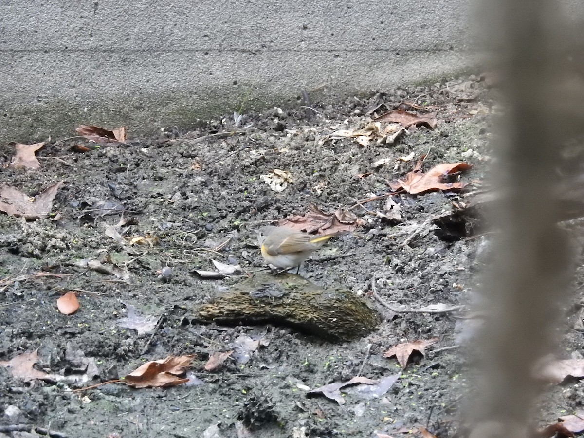 American Redstart - ML644367740