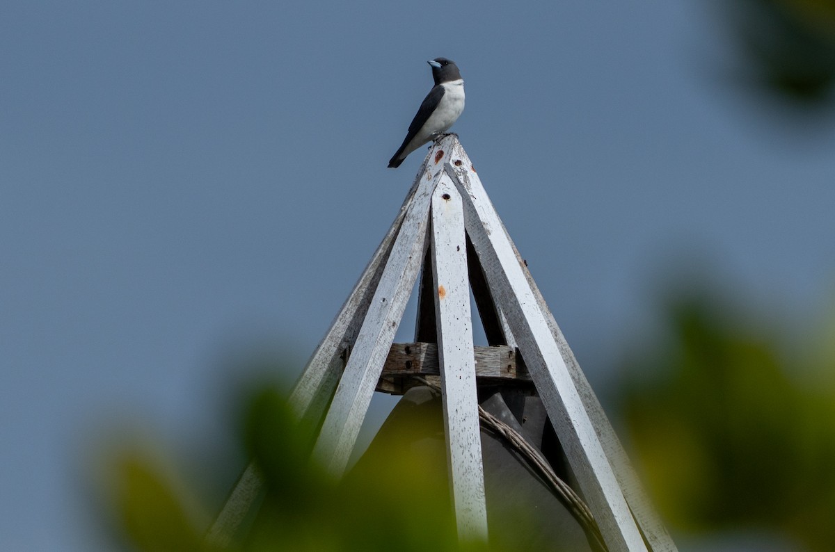 Weißbauch-Schwalbenstar - ML644367741