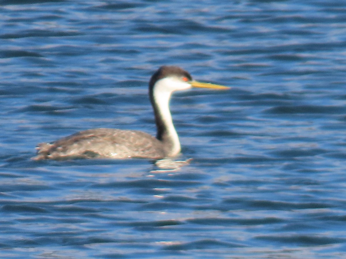 Western Grebe - ML644367742