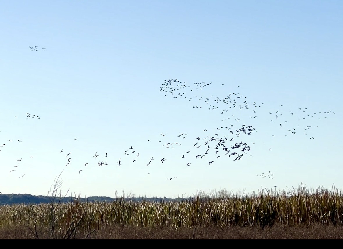 Black-bellied Whistling-Duck - ML644367744