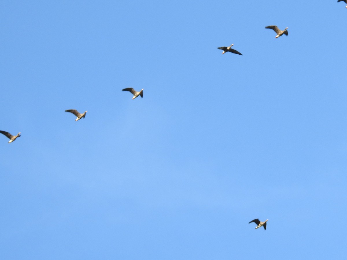Greater White-fronted Goose - ML644367746