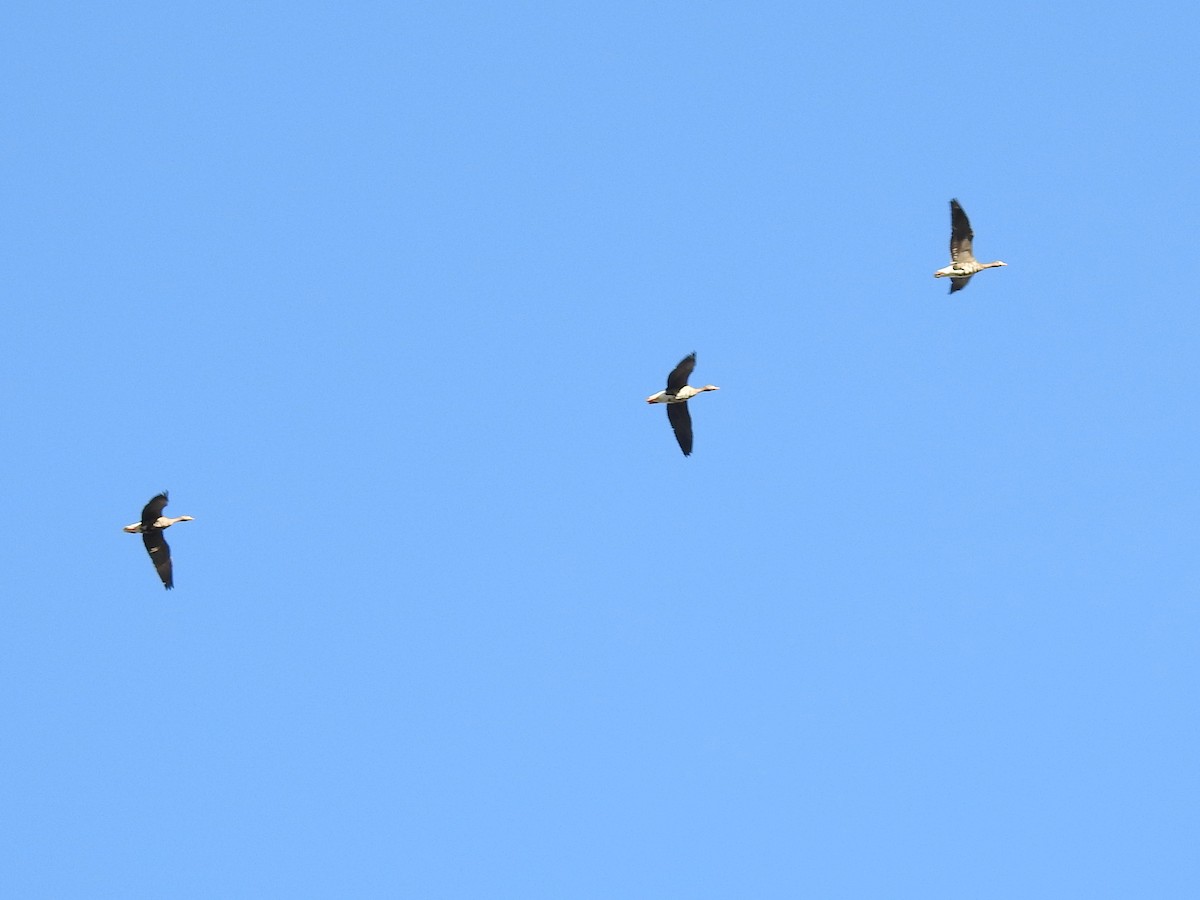 Greater White-fronted Goose - ML644367751