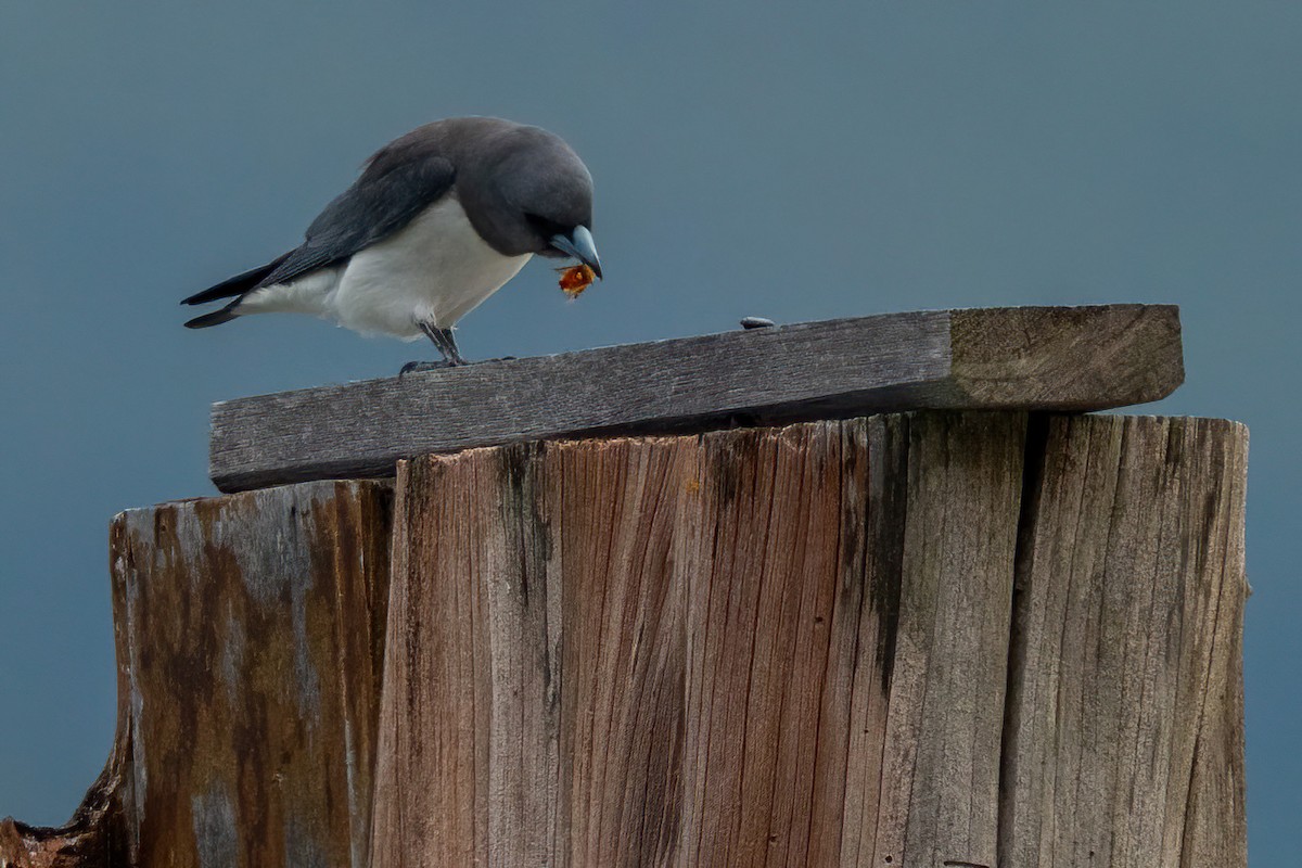 Weißbauch-Schwalbenstar - ML644367760