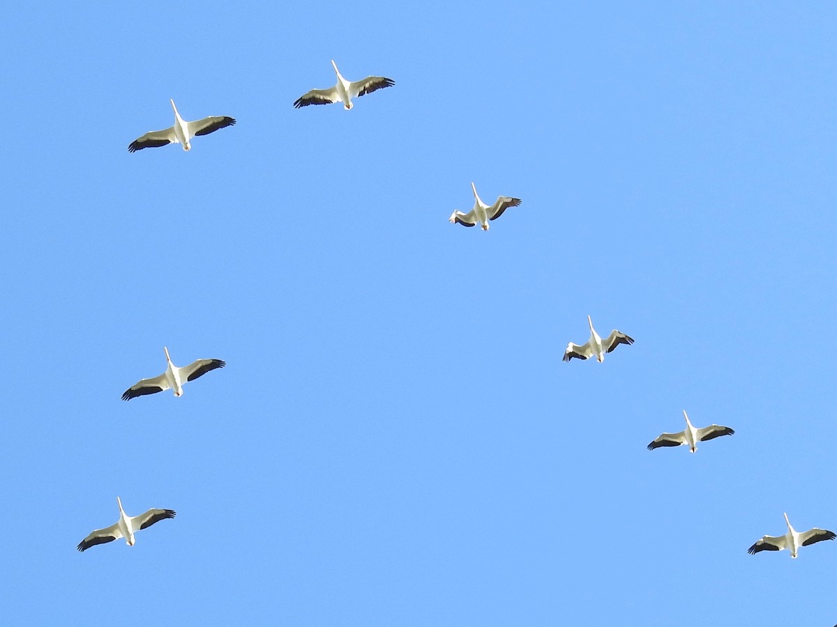 American White Pelican - ML644367781