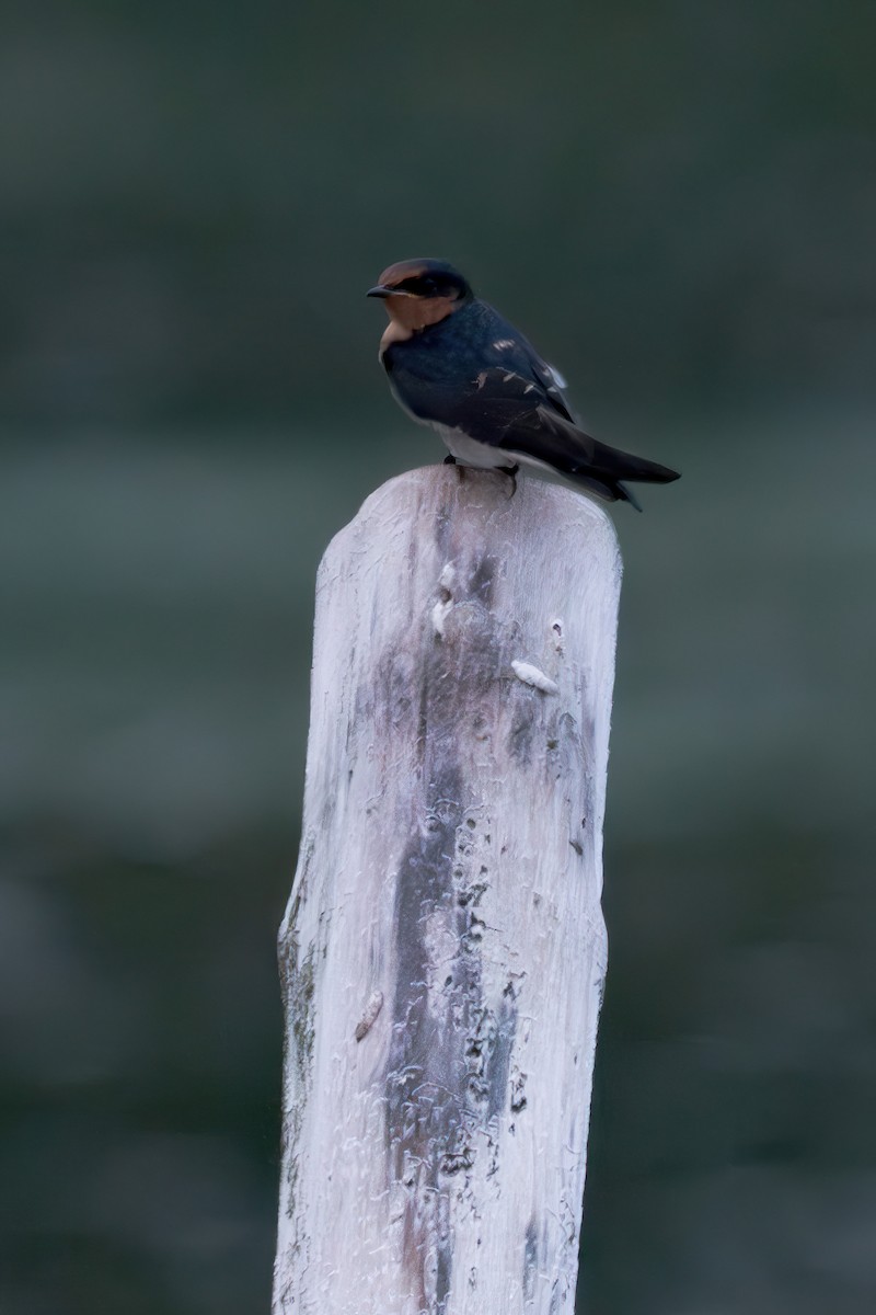 Pacific Swallow - ML644367783