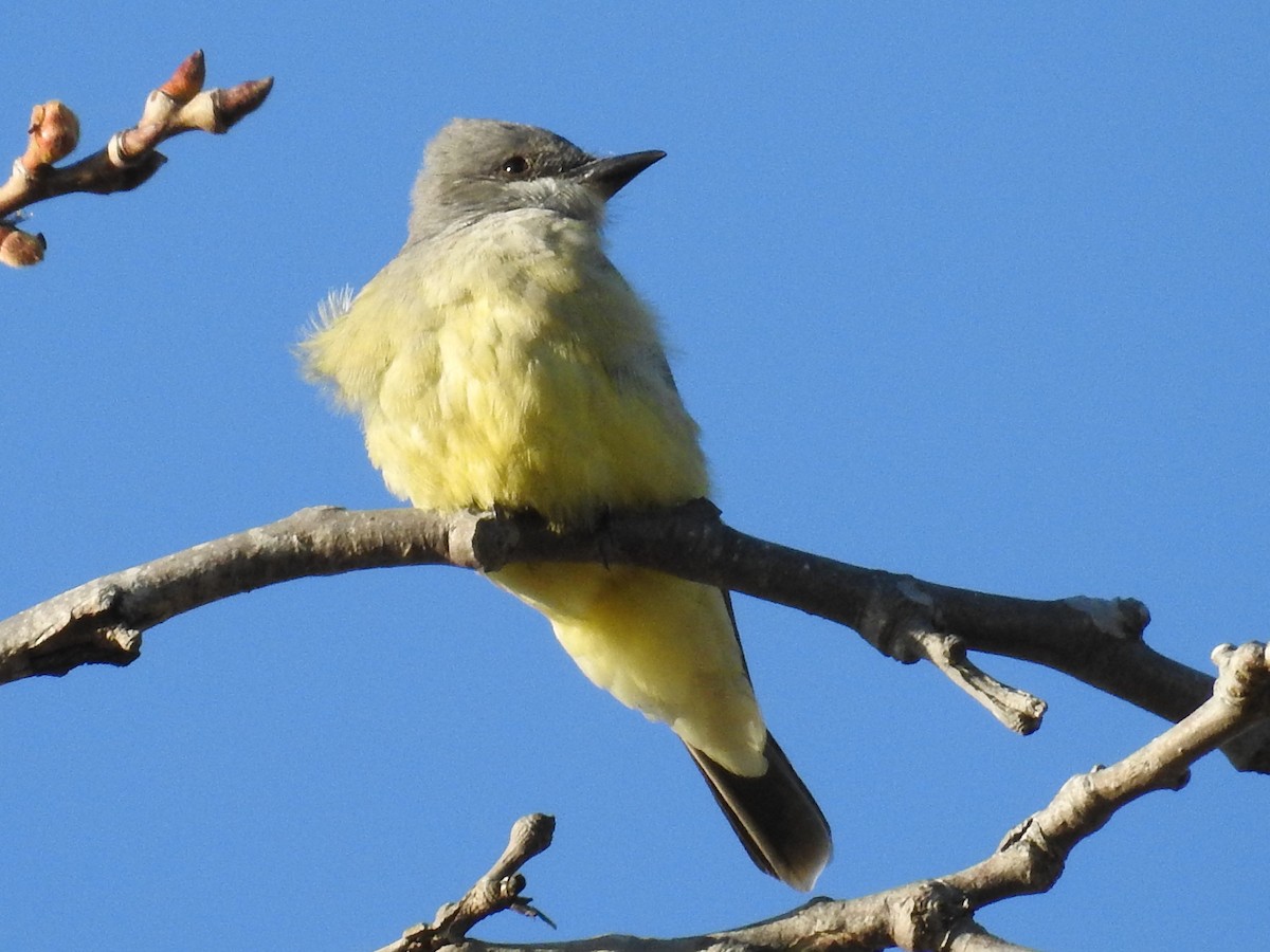 Cassin's Kingbird - ML644367789