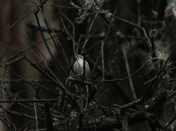 Black-and-white Warbler - ML644367805