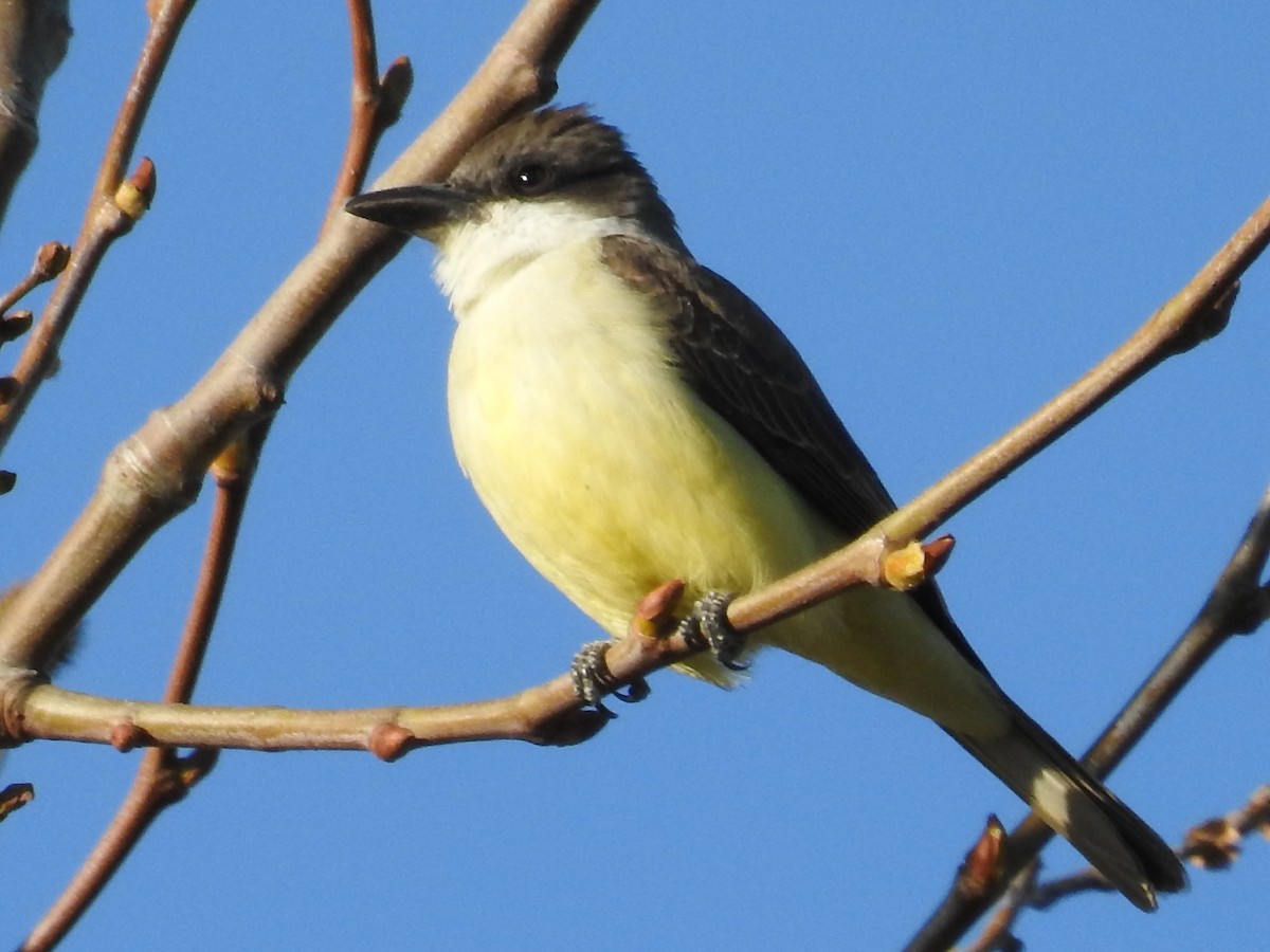 Thick-billed Kingbird - ML644367806