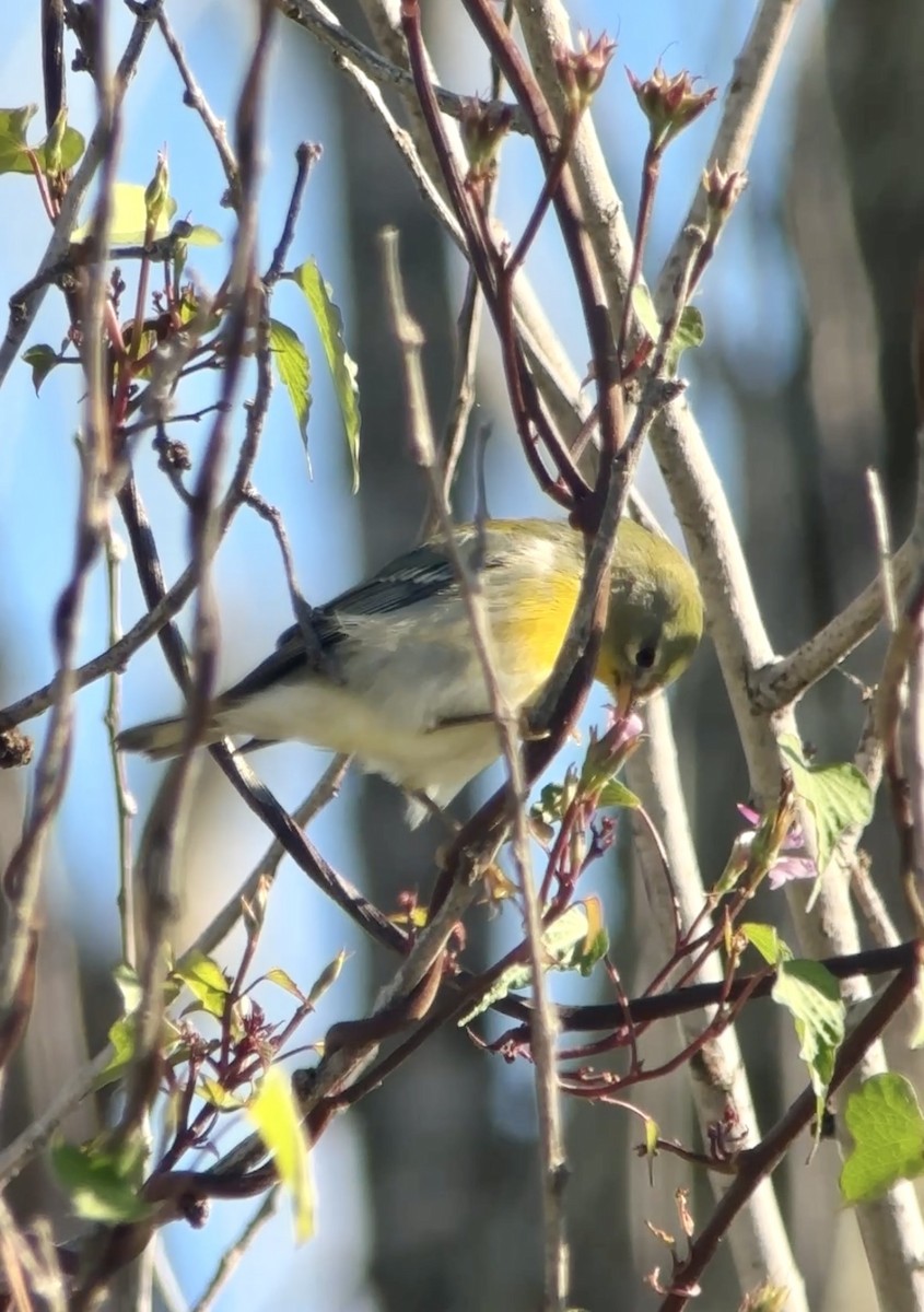 Northern Parula - ML644367810