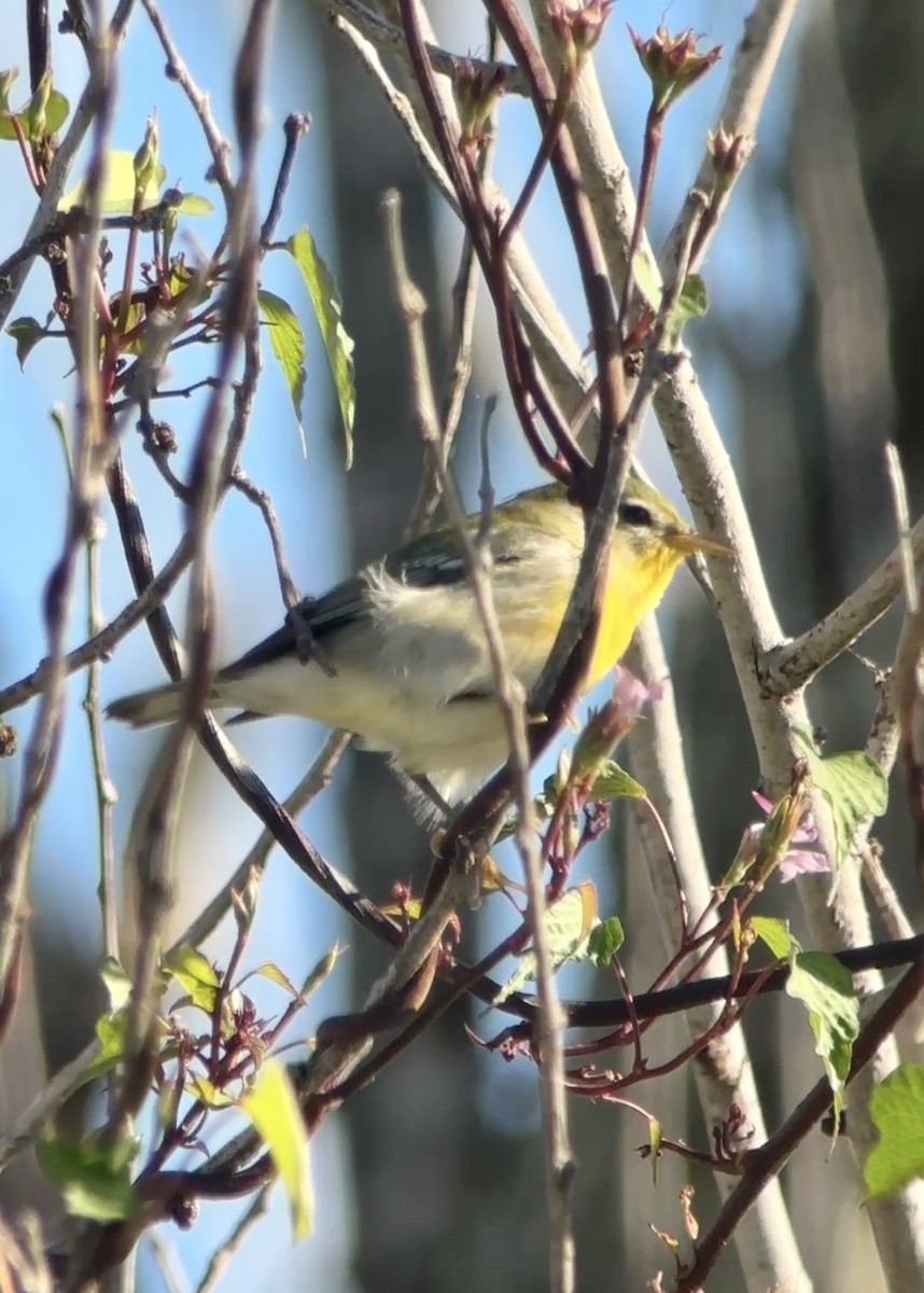 Northern Parula - ML644367811