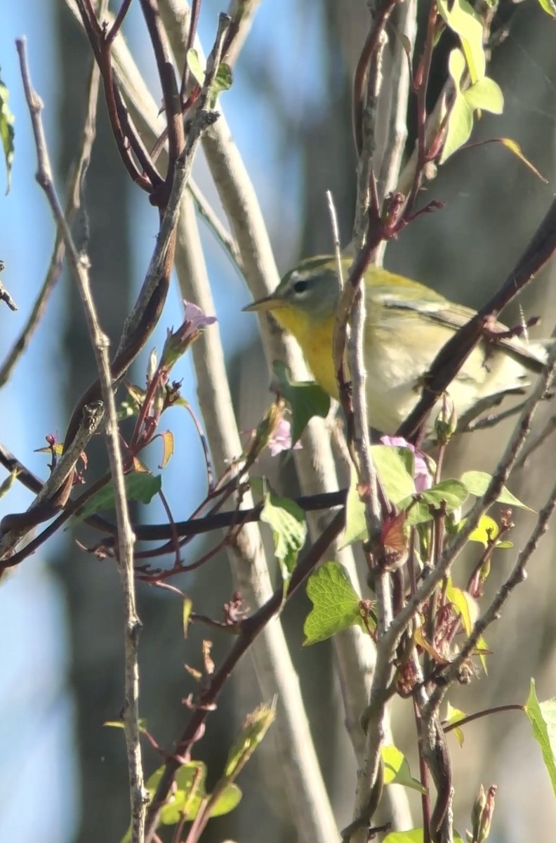 Northern Parula - ML644367812