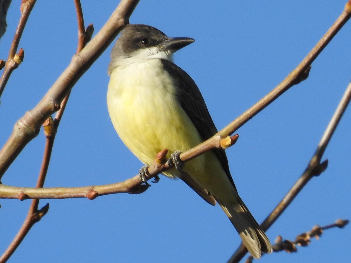 Thick-billed Kingbird - ML644367818
